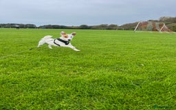 Jack Russell dogs for stud: Beautiful Jack Russell for Stud  - Image 14
