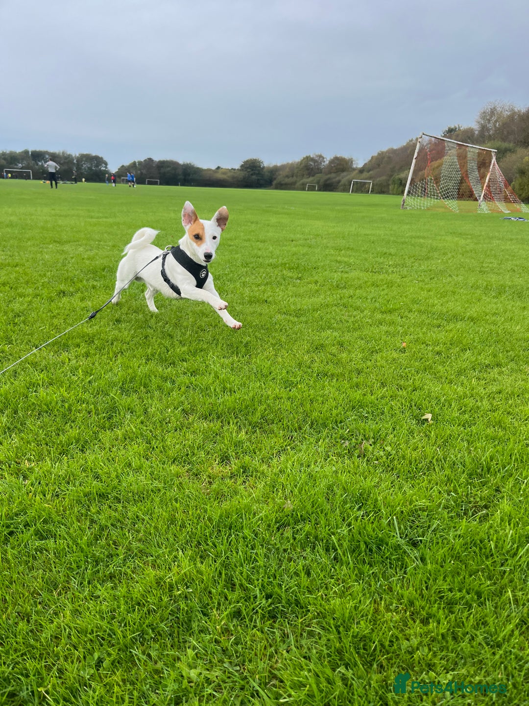 Jack Russell dogs for stud: Beautiful Jack Russell for Stud  - Image 14