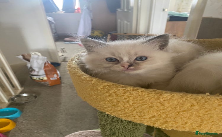 Ragdoll cats - Advert 8