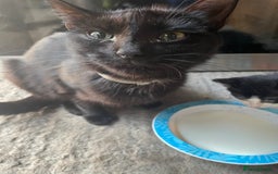 Domestic Shorthair cats for sale: Cute little domestic kittens  - Image 7