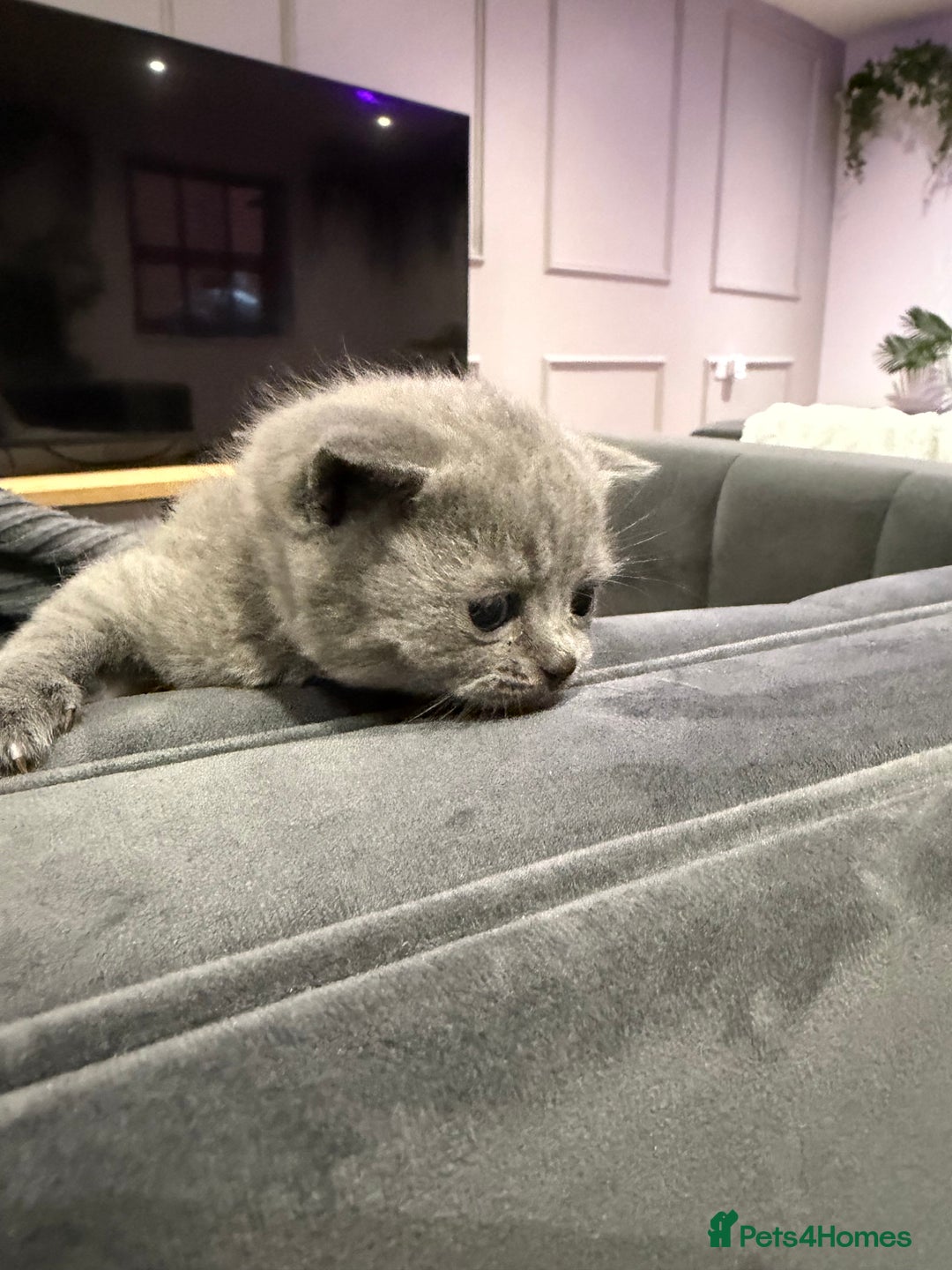 British Shorthair cats for sale: British short hair  - Advert 8