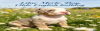 Olde English Bulldogge 3
