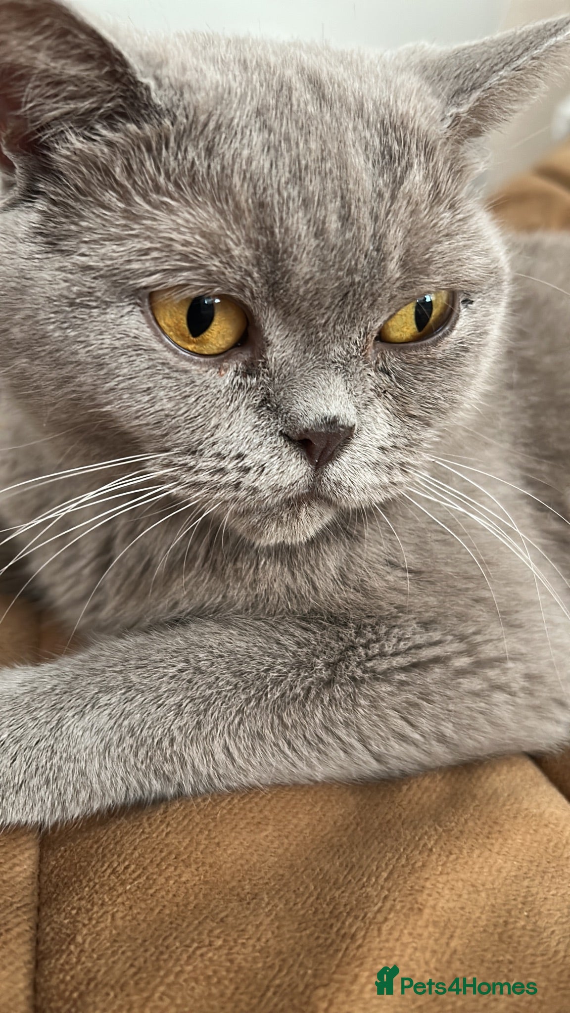British Shorthair cats Bella,s British Shorthairs 🐾🩷🩵 - Advert 1