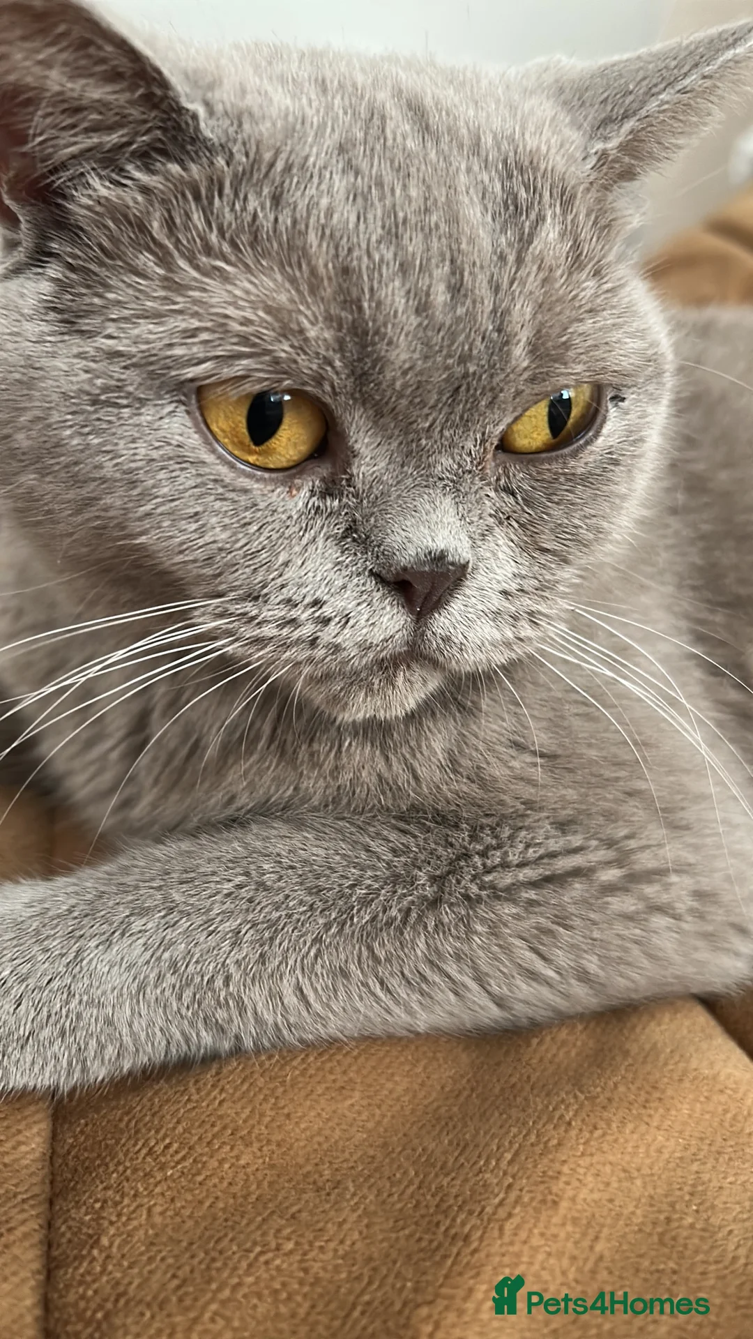 British Shorthair cats for sale: Bella,s British Shorthairs 🐾🩷🩵 - Advert 1