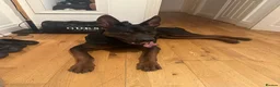 Chinese Red Dog dogs for sale: Big Handsome Boy for sale - TYSON 💔 - Advert 5