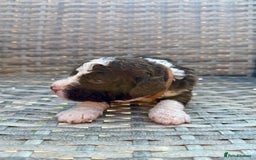 Spanish Water Dog dogs for sale: Spanish Water Dog Puppies  - Image 12