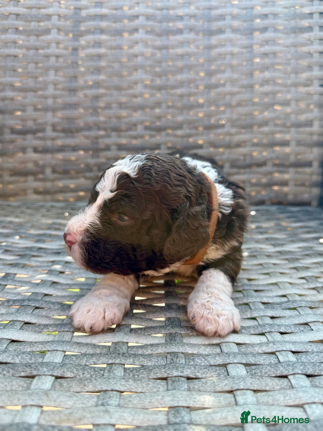 Spanish Water Dog dogs for sale: Spanish Water Dog Puppies  - Image 12