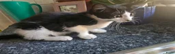 British Shorthair cats for sale: 2 Female Black and White kittens - Advert 6
