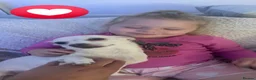 Chihuahua dogs for sale: 🌸🩵pedigree  chihuahuas 🩵🌸 - Advert 3