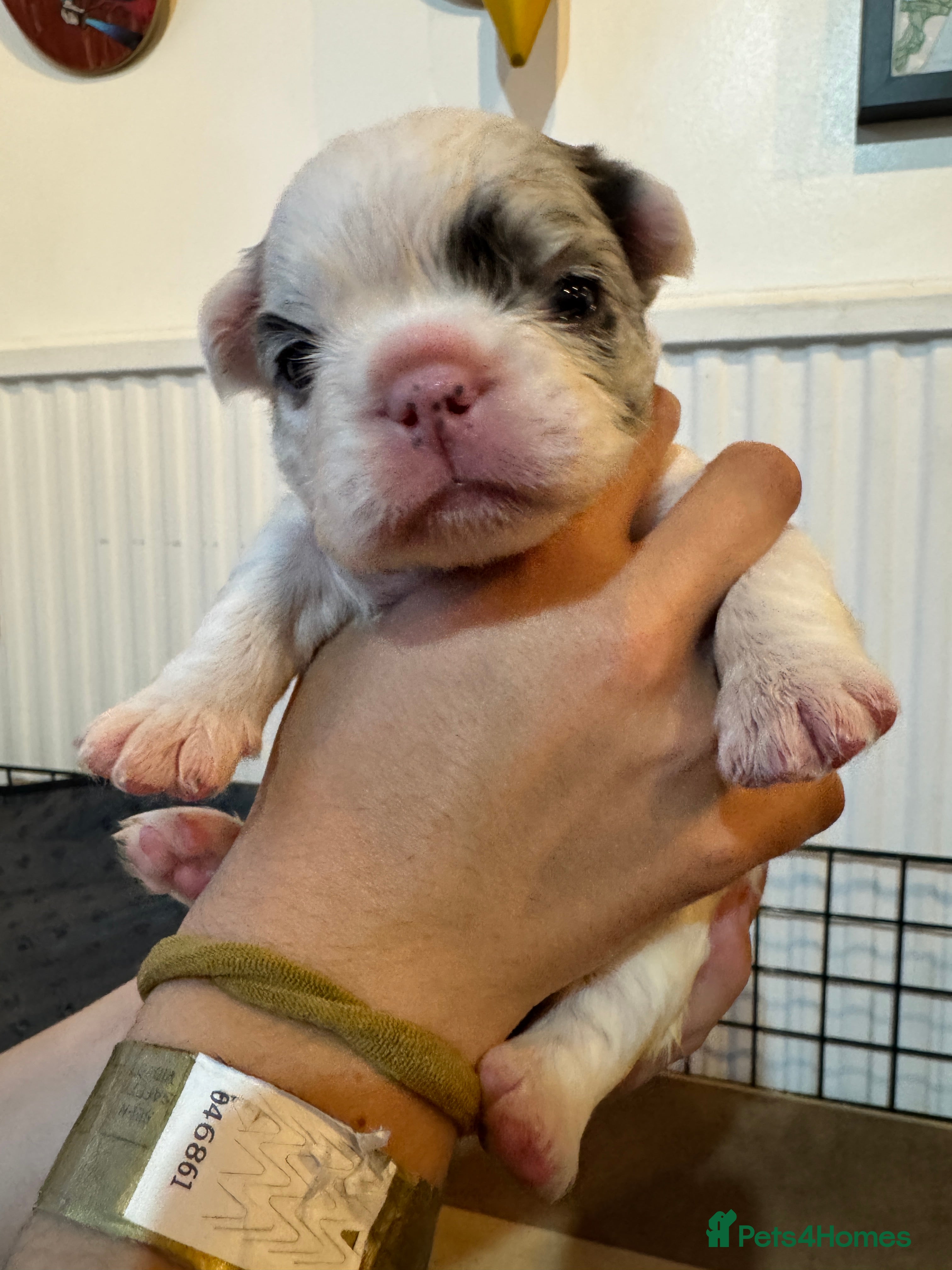 French Bulldog dogs French bulldogs all visual fluffys - Advert 2