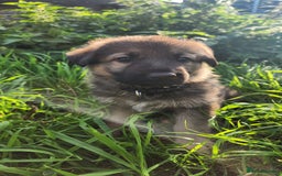 German Shepherd dogs for sale: KC reg German Shepherd Puppies - Family dogs - Image 16