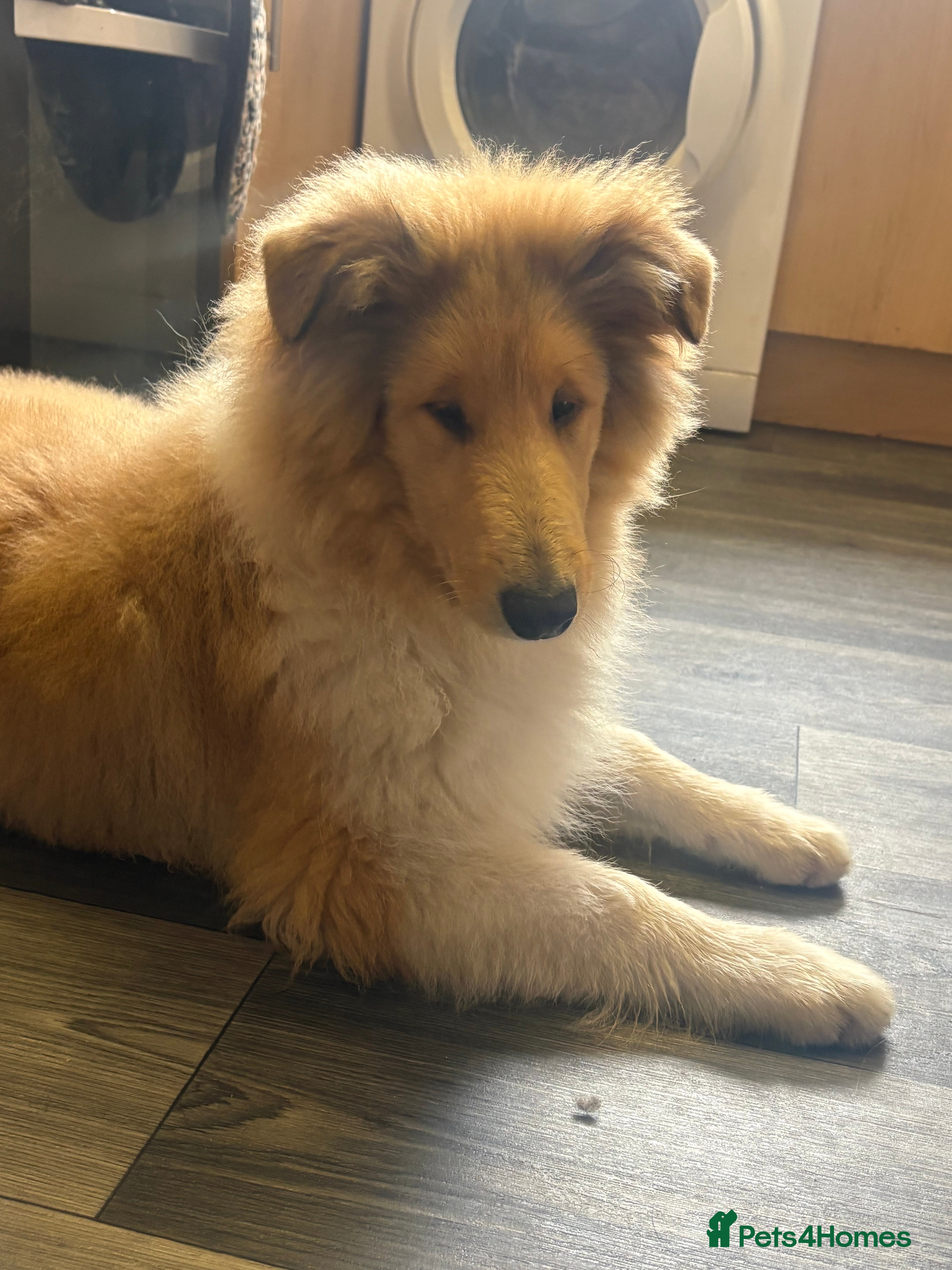 Rough Collie dogs 1 chunky roughy collie boys left!! - Advert 1