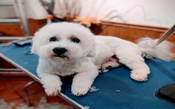 Cavachon dogs for sale: Cavachon Puppies - excellent example!  - Image 33