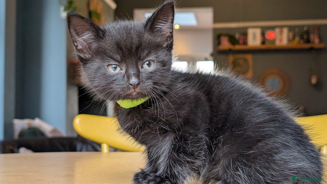 Mixed Breed cats for sale: !!! £30 !!!   3 black kittens (2 tabby are sold) in Stockport - Image 2