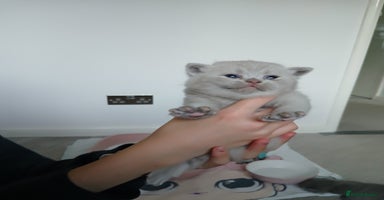 British Shorthair cats - Advert 7