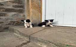 Border Collie dogs for sale: Border collie pups  - Image 35