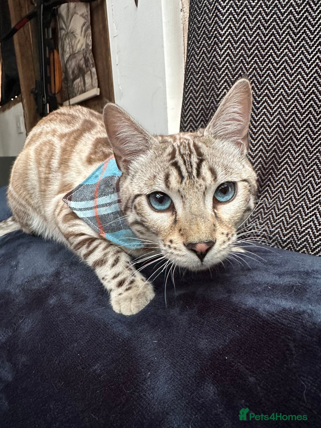 Bengal cats for sale: Snow lynx bengal kittens - Image 15