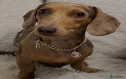 Miniature Dachshund dogs for sale: Miniature Dachshund  - Image 39