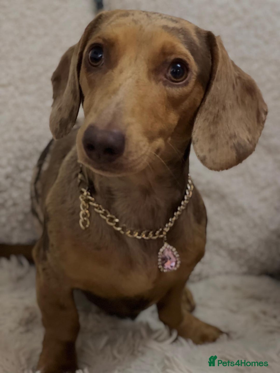 Miniature Dachshund dogs for sale: Miniature Dachshund  - Image 39