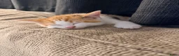 Domestic Shorthair cats for sale: Female calico kitten  - Advert 9