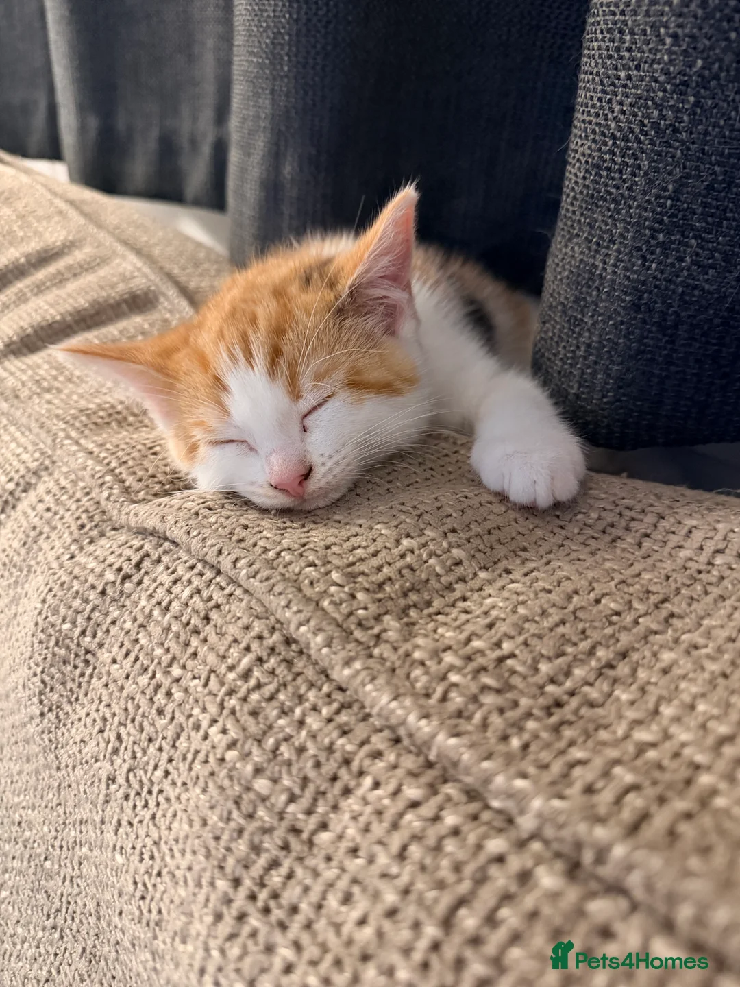 Domestic Shorthair cats for sale: Female calico kitten  - Advert 9