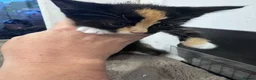 Mixed Breed cats for sale: Gorgeous Calico/Tortie/Tux Kittens - Advert 8