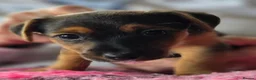 Jack Russell dogs for sale: Beautiful Jack Russell puppies in Banff - Advert 4
