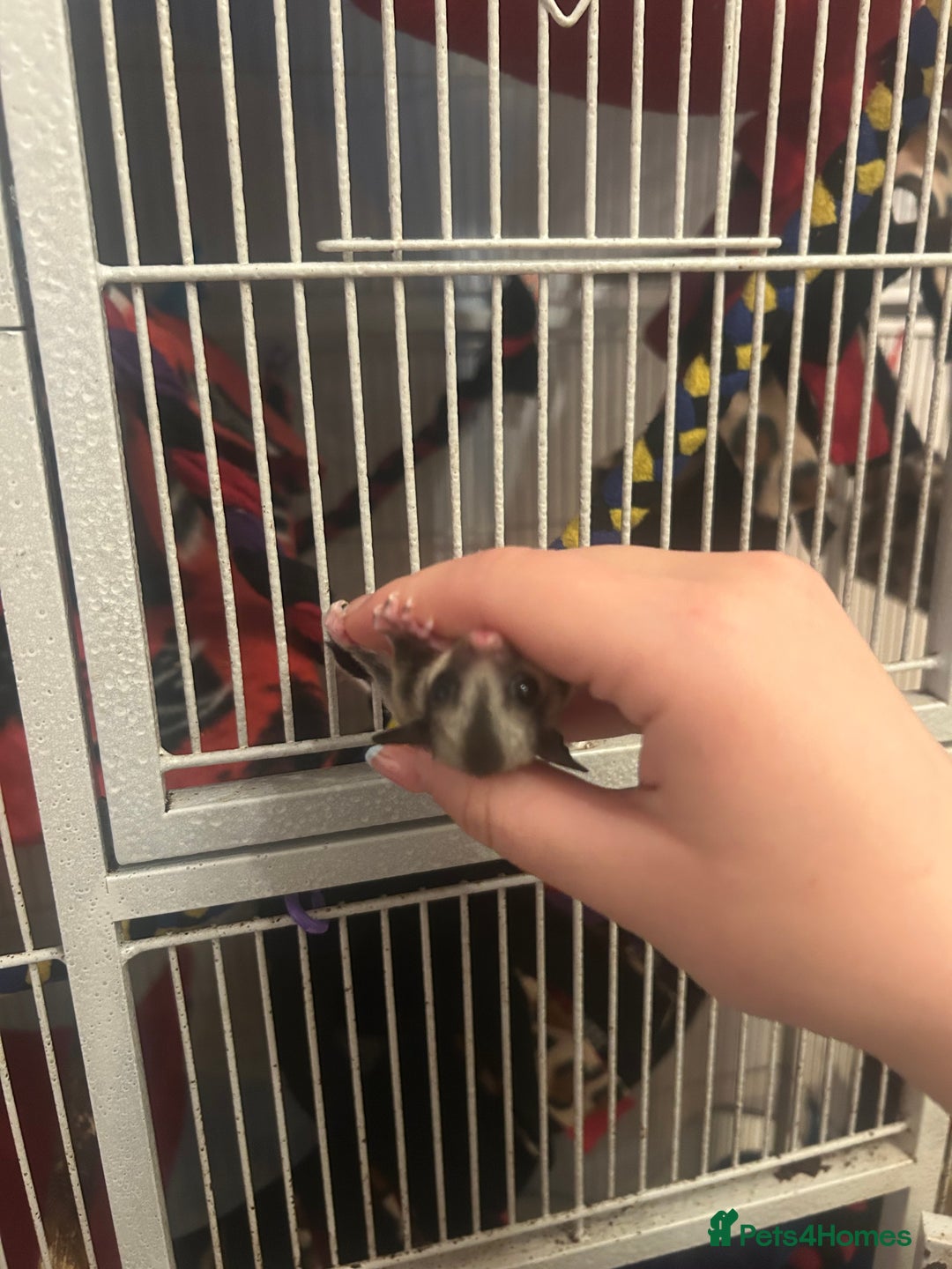 Sugar Glider rodents for sale: Joey sugar glider female.OOP- 16/09/2025 - Image 5