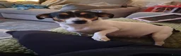 Jack Russell dogs for sale: Jack russell pups - Advert 2