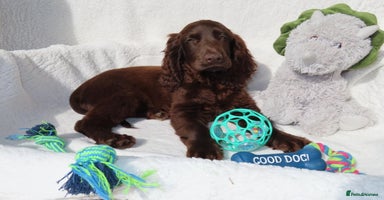 Cocker Spaniel dogs - Advert 13
