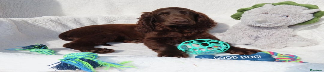 Brown Cocker Spaniel Puppy 2
