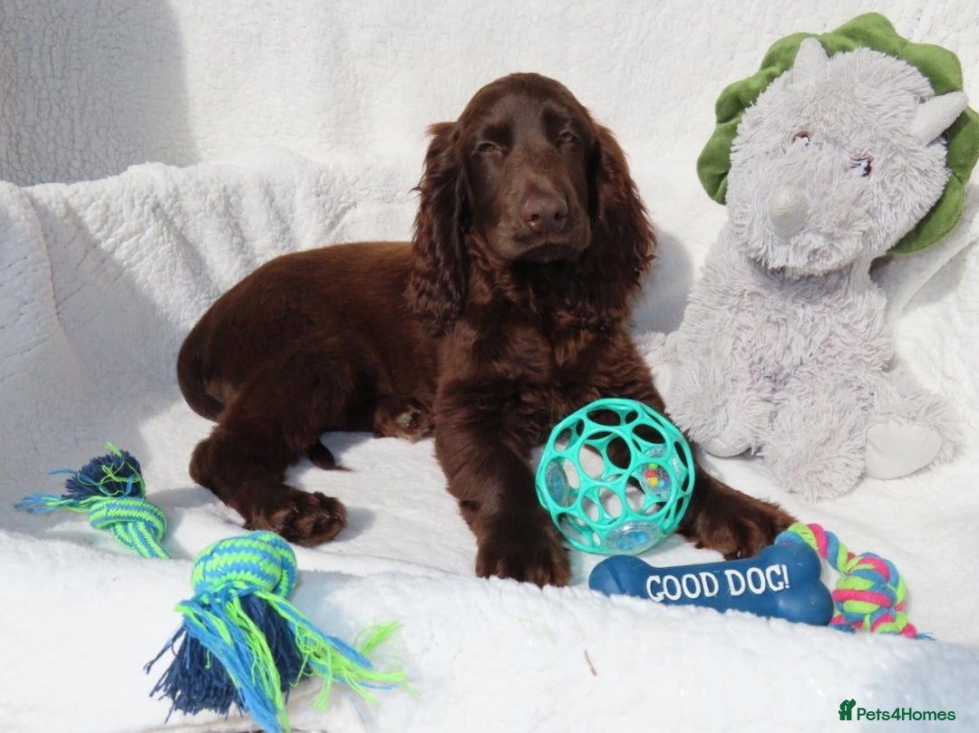 Cocker Spaniel dogs for sale: 🏆BEAUTIFUL COLOURS 🏆 SHOW TYPE COCKER SPANIELS - Image 2