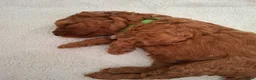 Cavapoo dogs for sale: Ready now. Deep Red Superb Cavapoo pups F1b - Advert 21