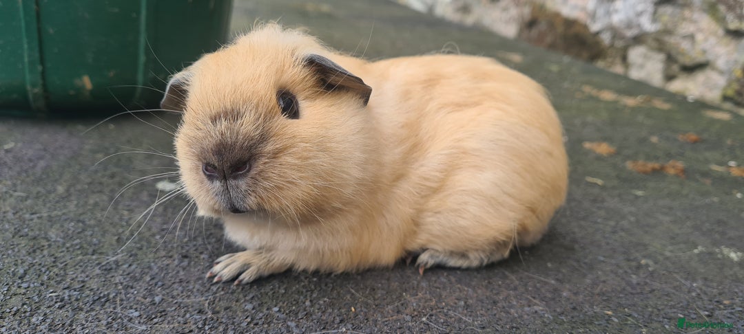 Guinea Pig rodents for sale: Californian baby male guinea pigs - Image 5