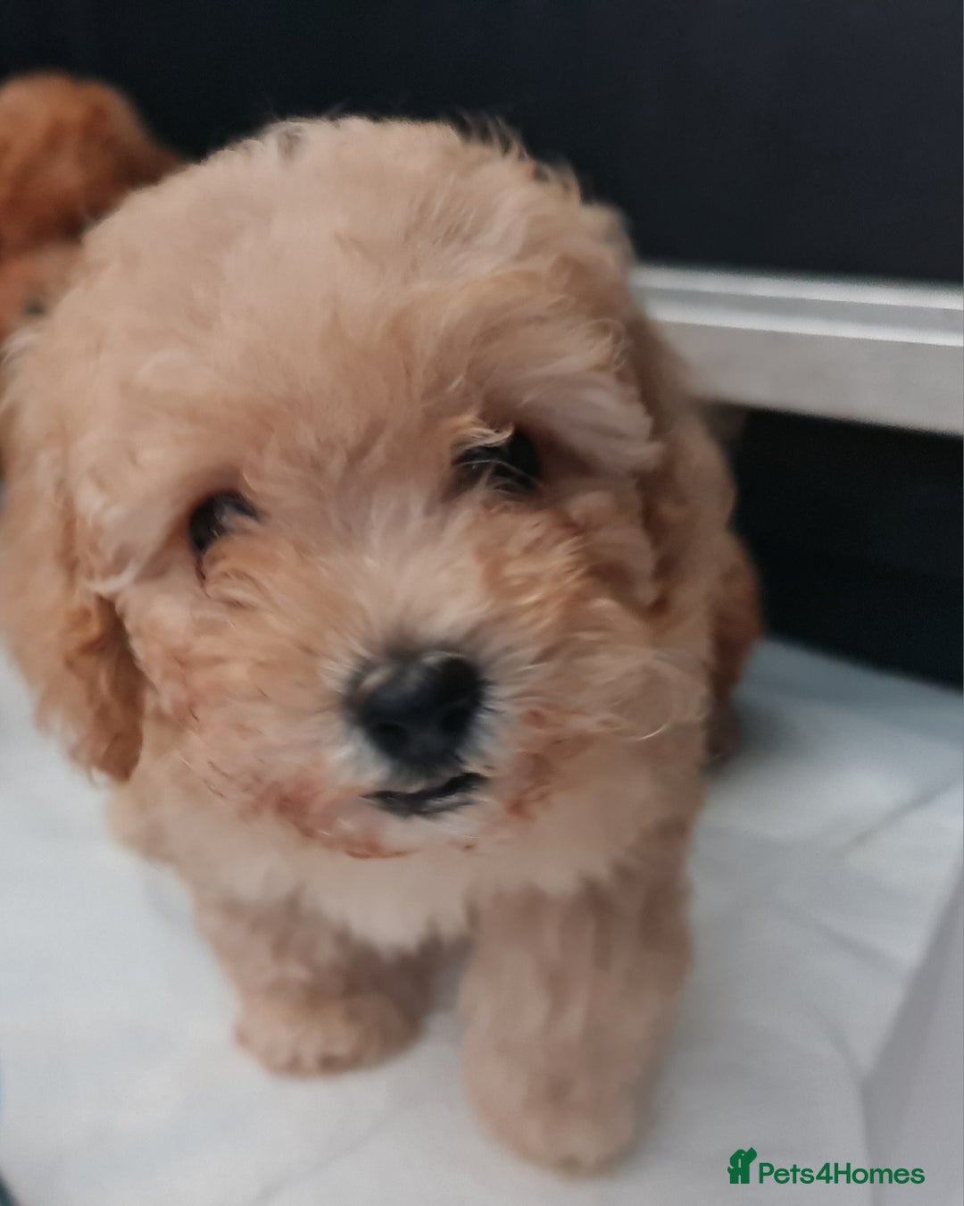 Toy Poodle dogs for sale: Tiny kc Russian background toy poodle poppies  - Image 20