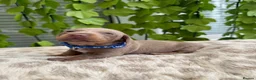Dachshund dogs for sale: Beautiful Dachshund Puppies  - Advert 22