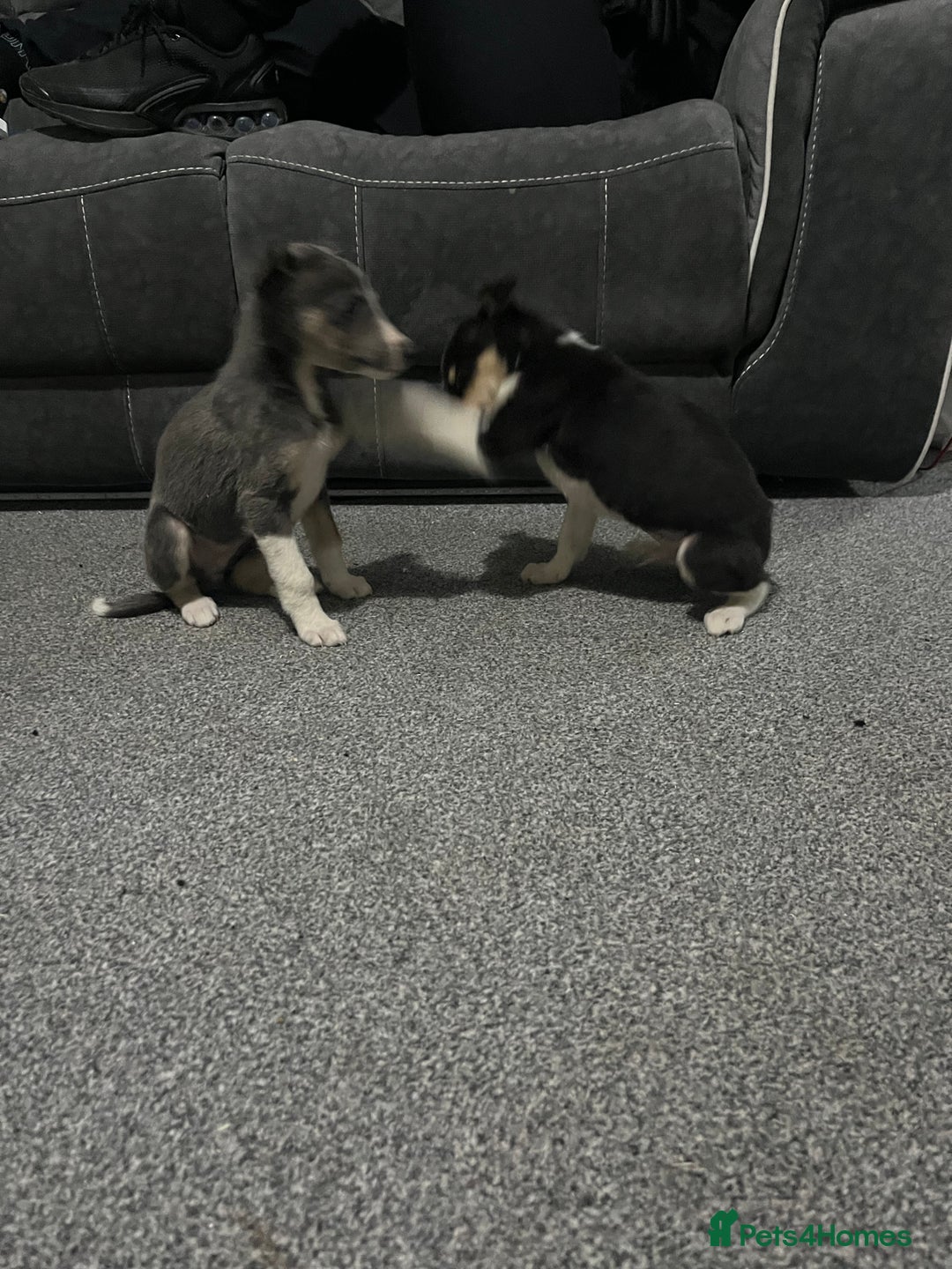 Whippet dogs for sale: Beautiful whippet puppies  - Advert 6