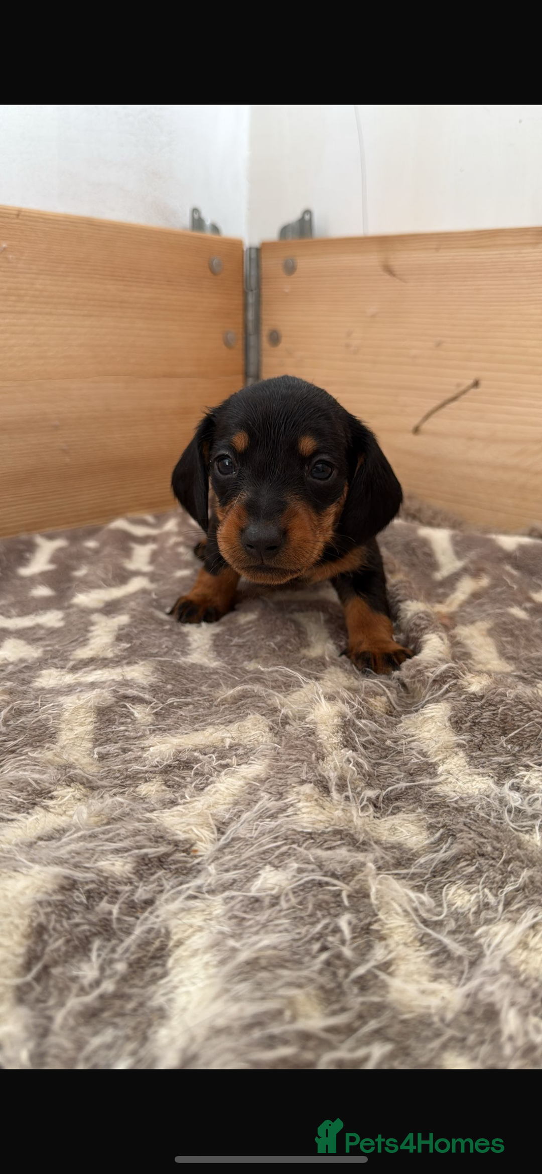 Dachshund dogs for sale: Little sausages  in Taunton - Image 4