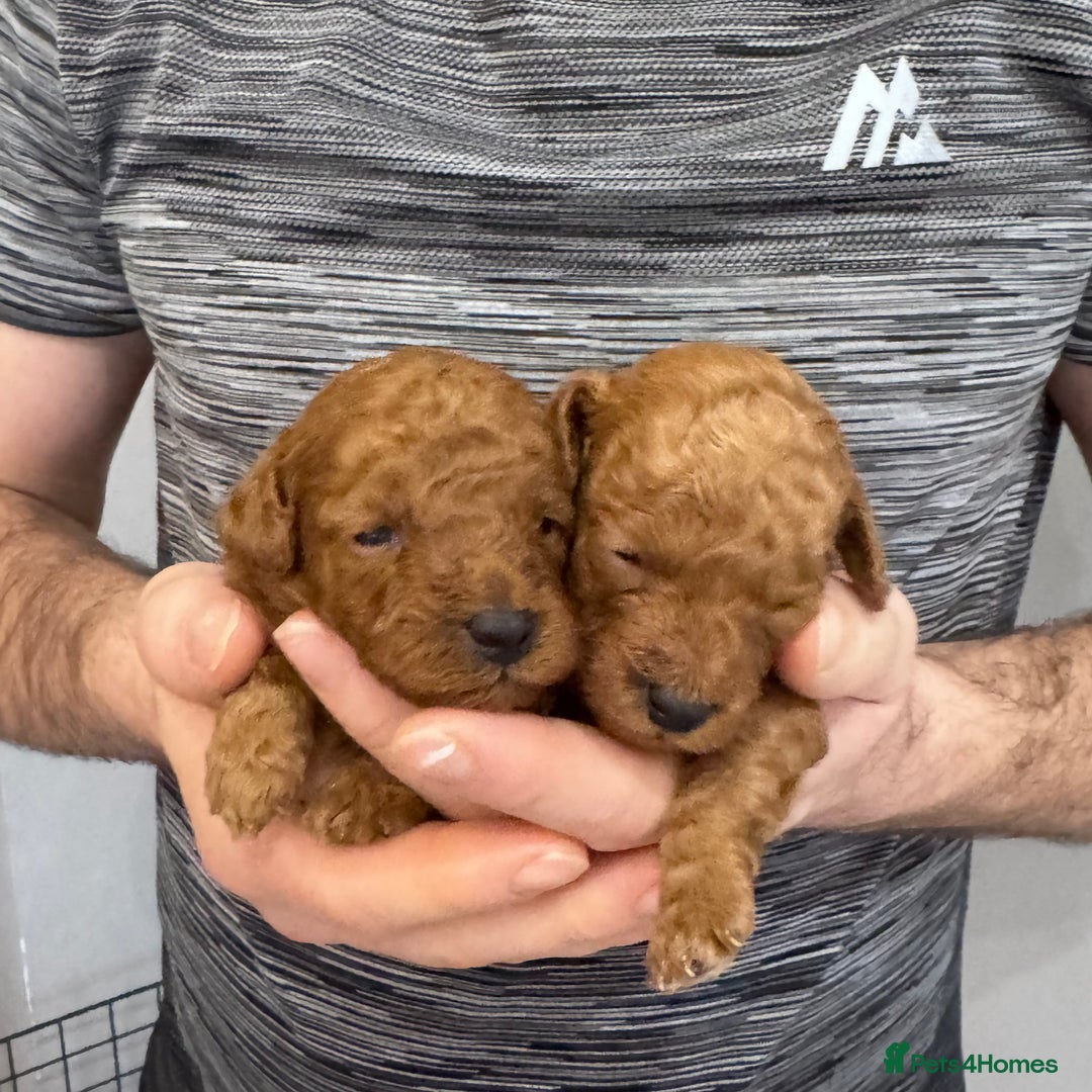 Maltipoo dogs for sale: 🐶 Adorable Red Maltipoo Puppies Available 🐶 - Advert 9