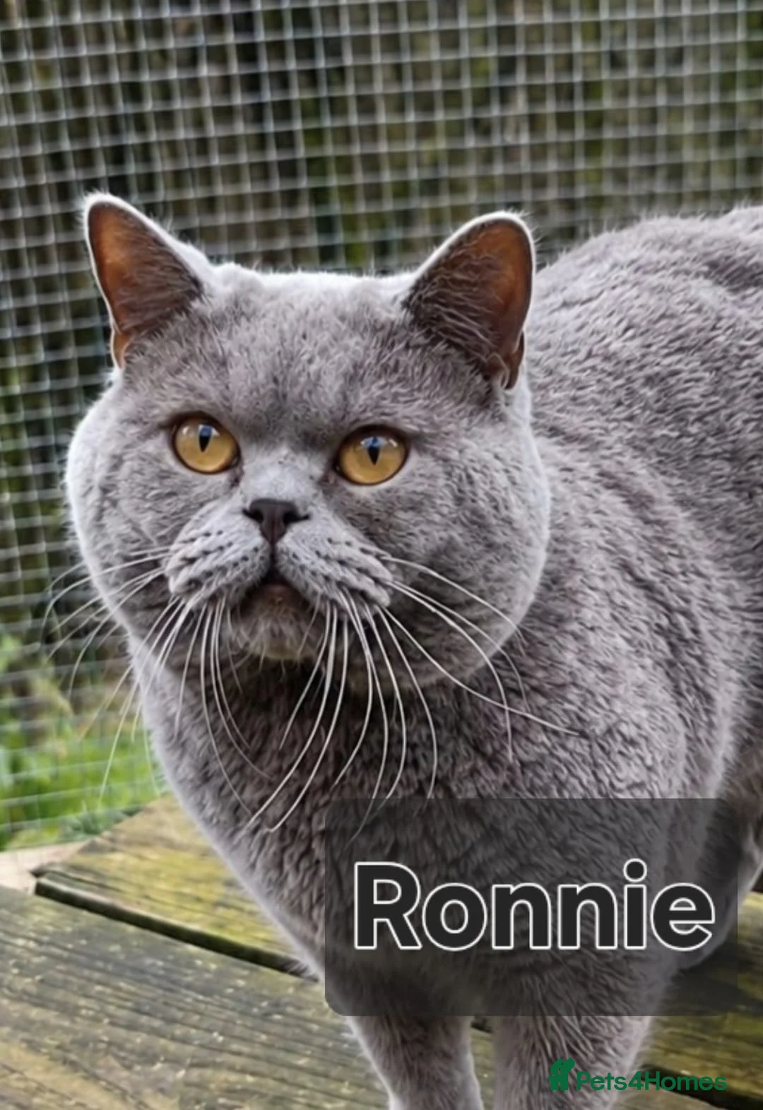 British Shorthair cats for sale: Pedigree BSH kittens stunning litter - Advert 9