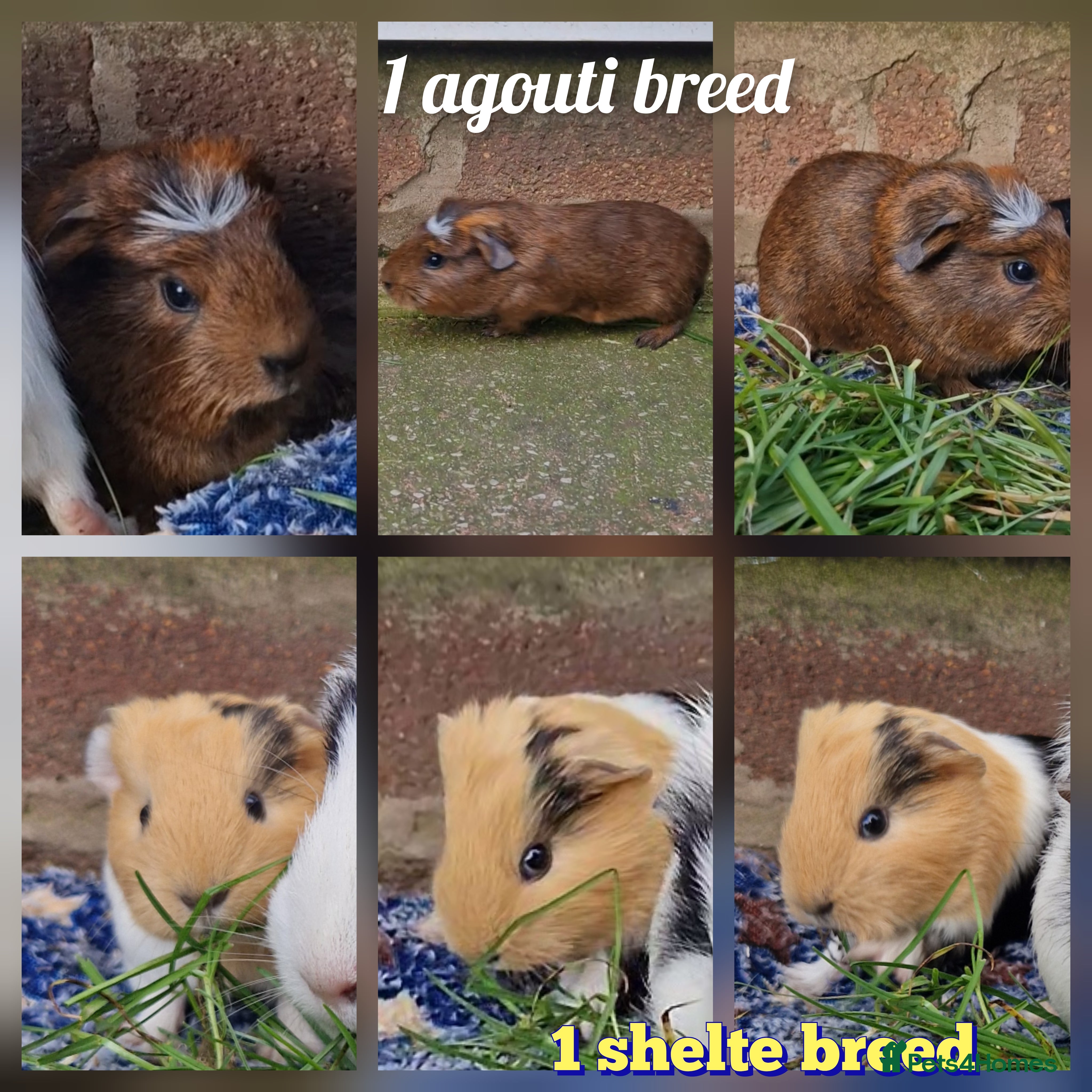 Guinea Pig rodents Agouti breed & shelte breed / 22nd mar 26 - Advert 13