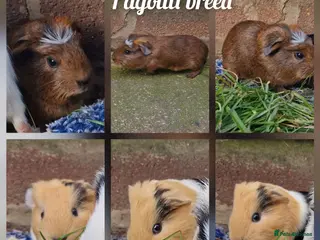 Guinea Pig rodents Agouti breed & shelte breed / 22nd mar 26 - Advert 13