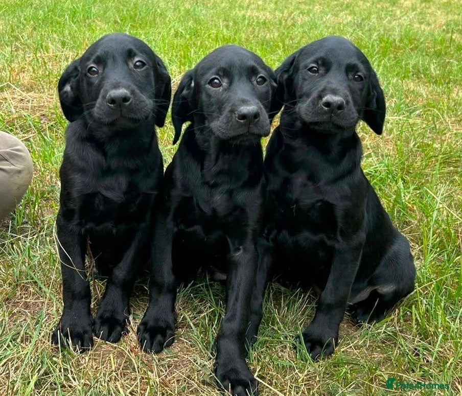Labrador Retriever dogs Stunning KC reg pups from working parents - Advert 1