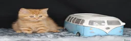 British Longhair cats for sale: Register Golden British Longhair/Shorthaired  - Advert 13