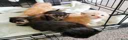 Mixed Breed cats for sale: Pedigree exotic x domestic short haired kittens  - Advert 3
