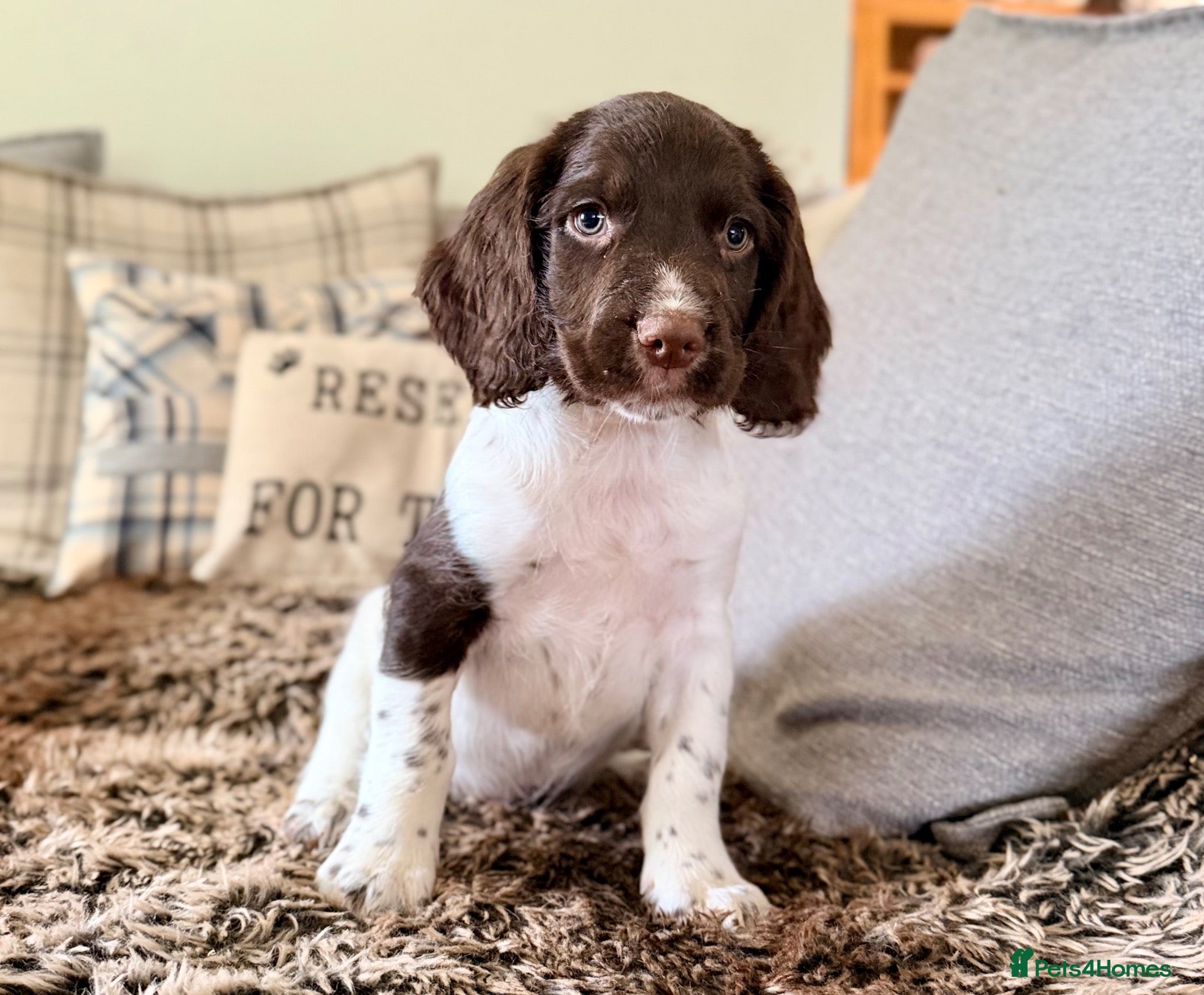English Springer Spaniel dogs Ready Now, KC, HT, Champion bred Springer Spaniels - Advert 1