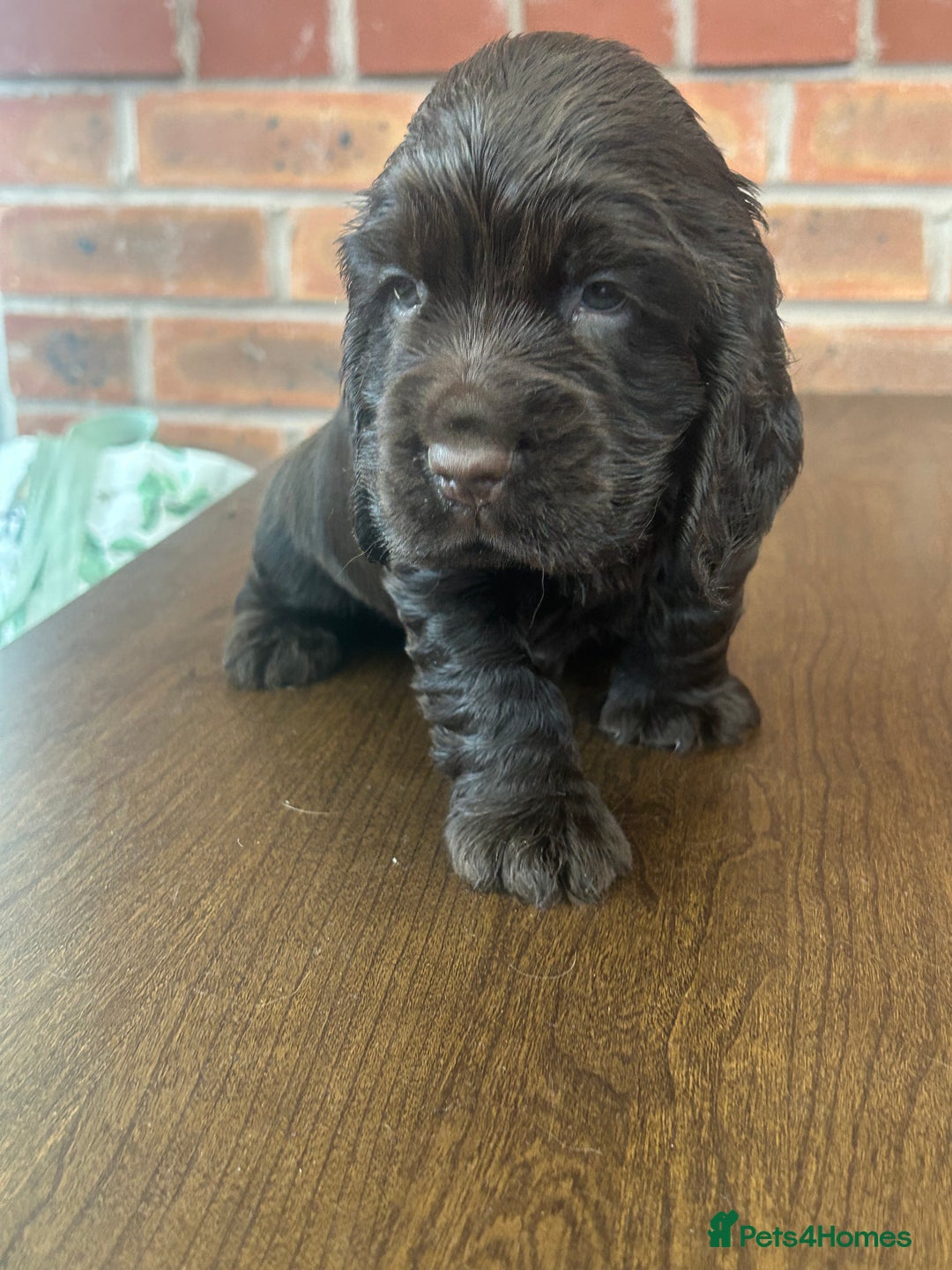 Cocker Spaniel dogs for sale: 🐾🐶 SHOW TYPE COCKER SPANIELS🐶🐾 - Image 8