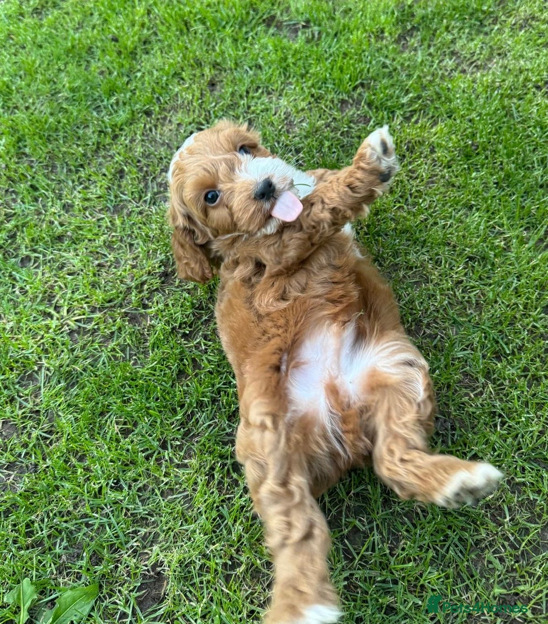 Cockapoo dogs for sale: Toy F1 Cockerpoo Puppies x2 girls x2 boys - Image 10