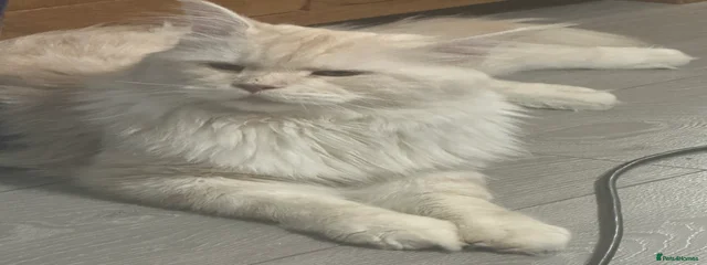 Ezra 