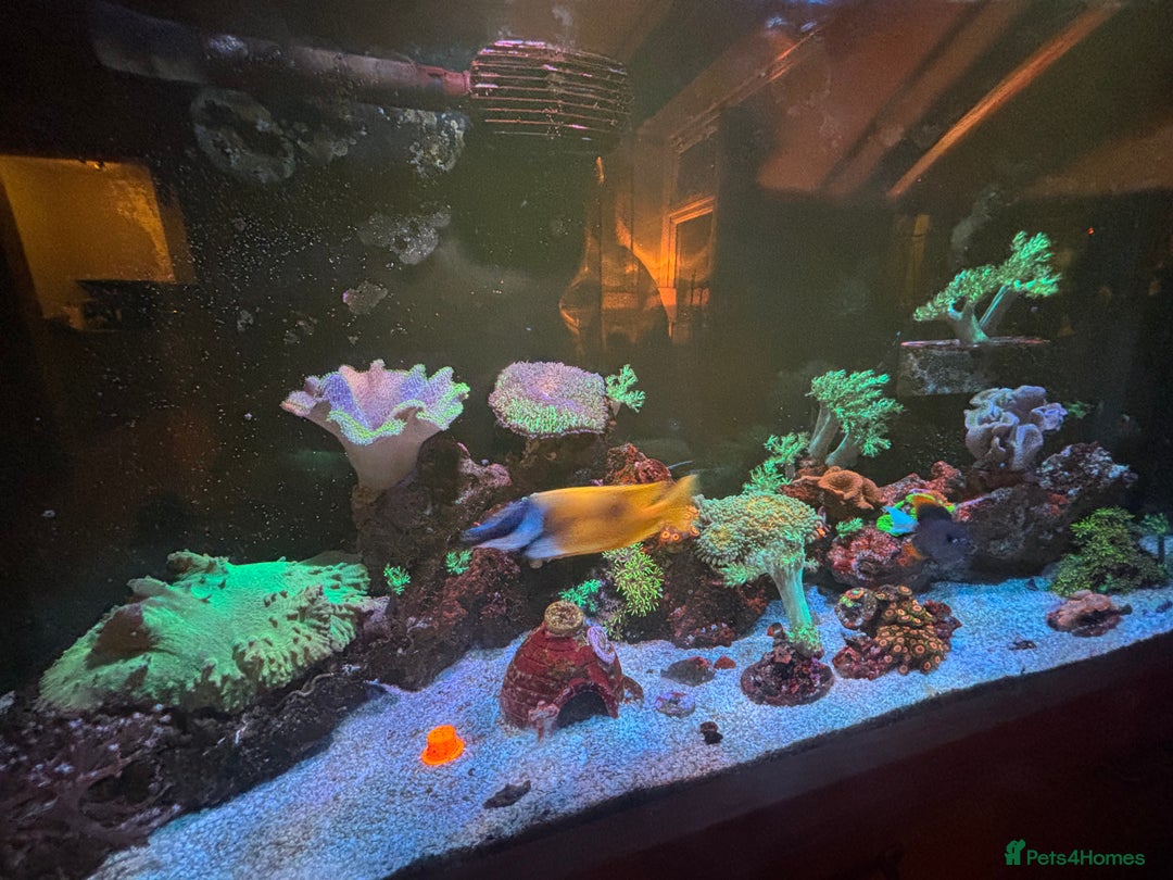 Other/Mixed Breed fish for sale: Marine Tank and Full Set Up  - Image 3
